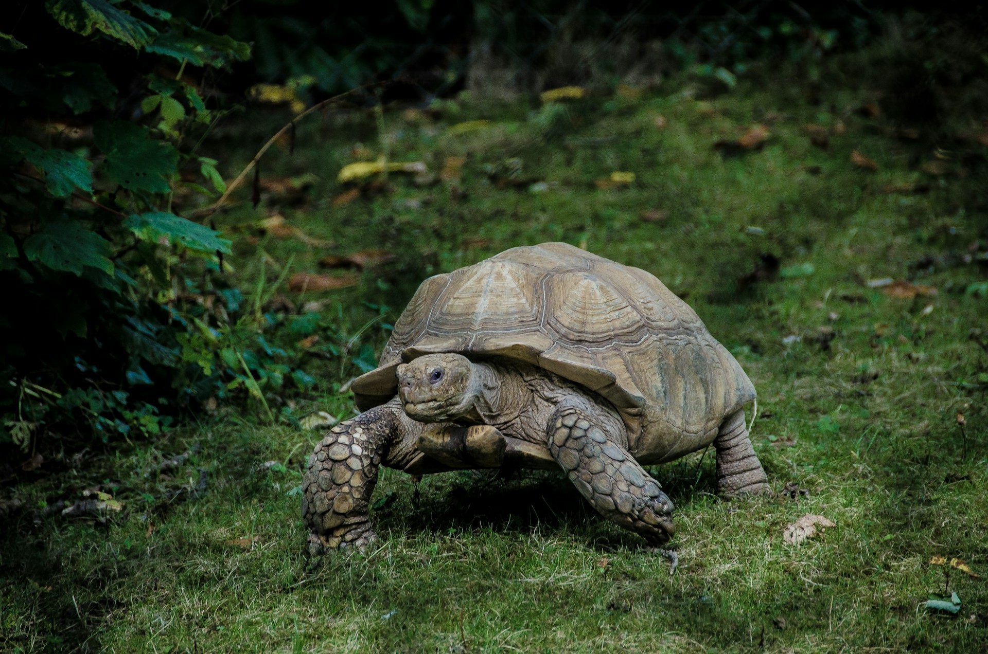 Meta Ads Rules Regarding the Purchase and Sale of Animals